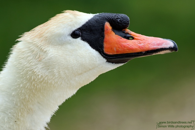 Male swan displaying